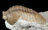 Asaphus Cornutus Trilobite - Russia #46011-2